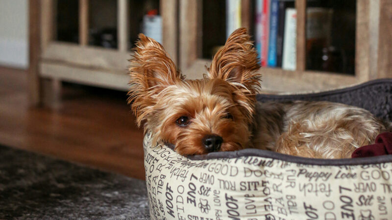 愛犬とのかけがえのない楽しい日々、思い出のペットたち