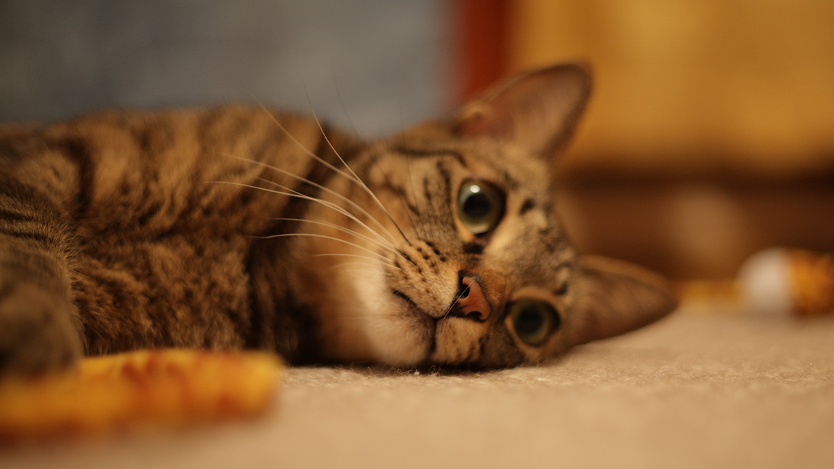 猫の習性と魅力、ふとした瞬間に心を奪われる理由…