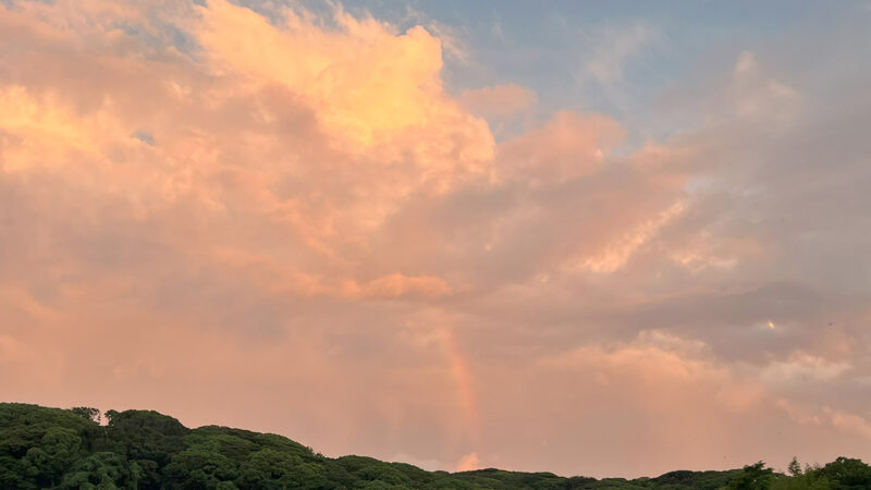 桜坂で見た虹、ひまわりが咲く夏頃に幸運が到来か…