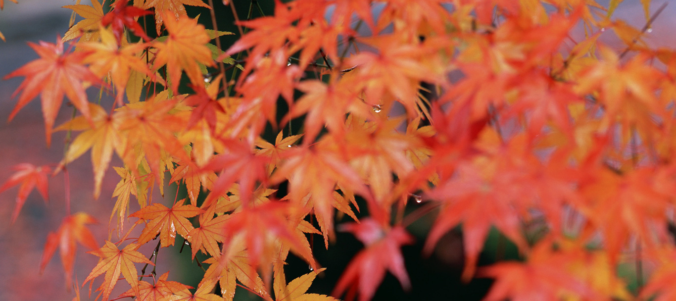 紅葉を一眼レフで撮影