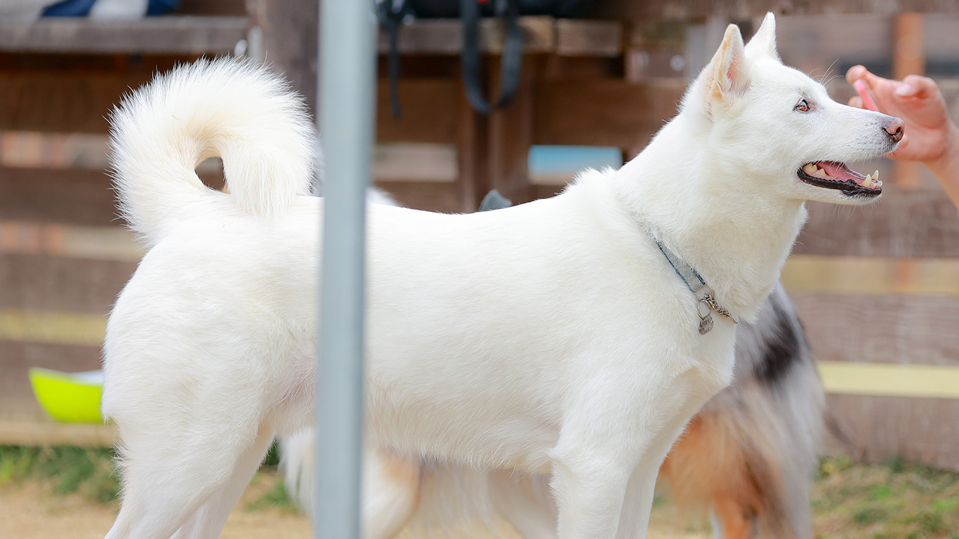 愛犬（紀州犬）