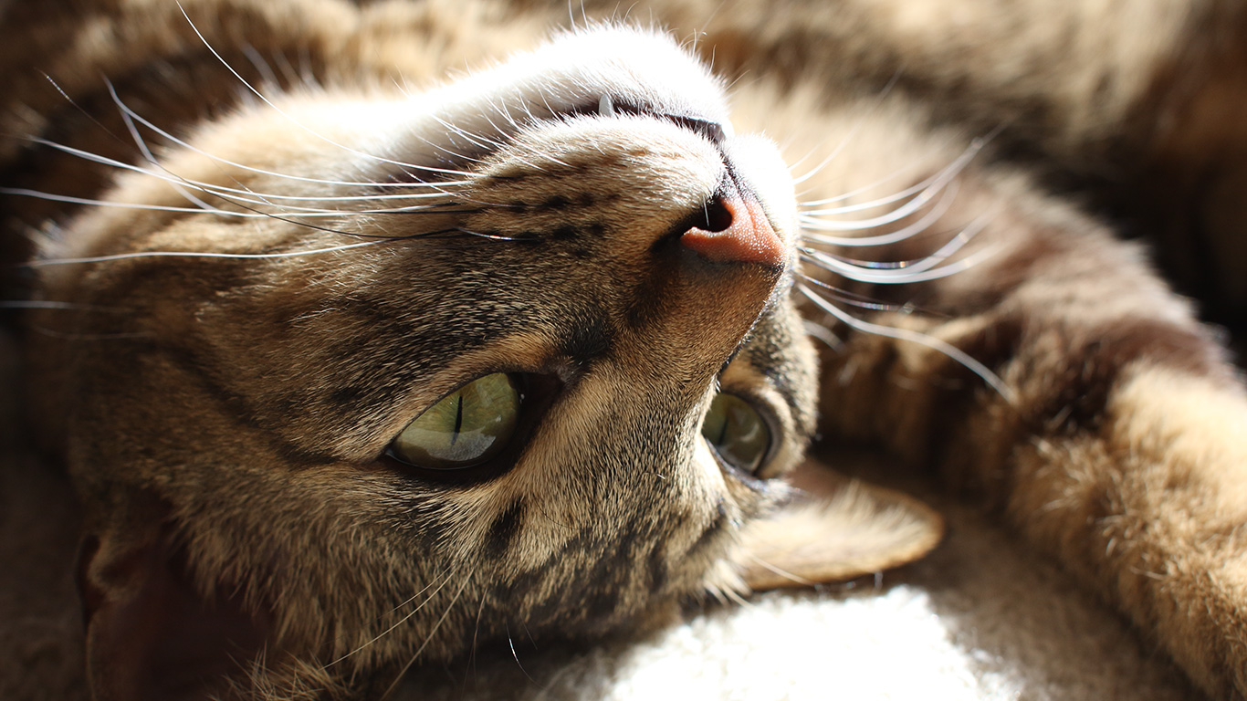 猫の魅力