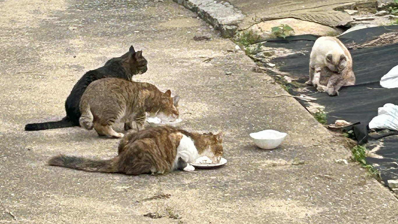 福吉漁港の猫たち