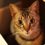 愛猫、しんのすけとの穏やかな日々が続きますように…