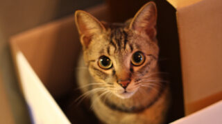 愛猫、しんのすけとの穏やかな日々が続きますように…