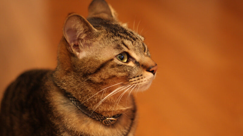 猫と暮らす、愛猫しんのすけと一緒に楽しいかくれんぼ！