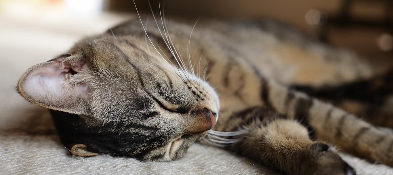 猫と暮らす 愛猫