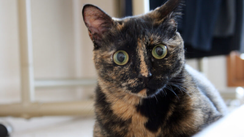 愛猫ひまわり、謎の連続猫パンチ！かりんとうバトル