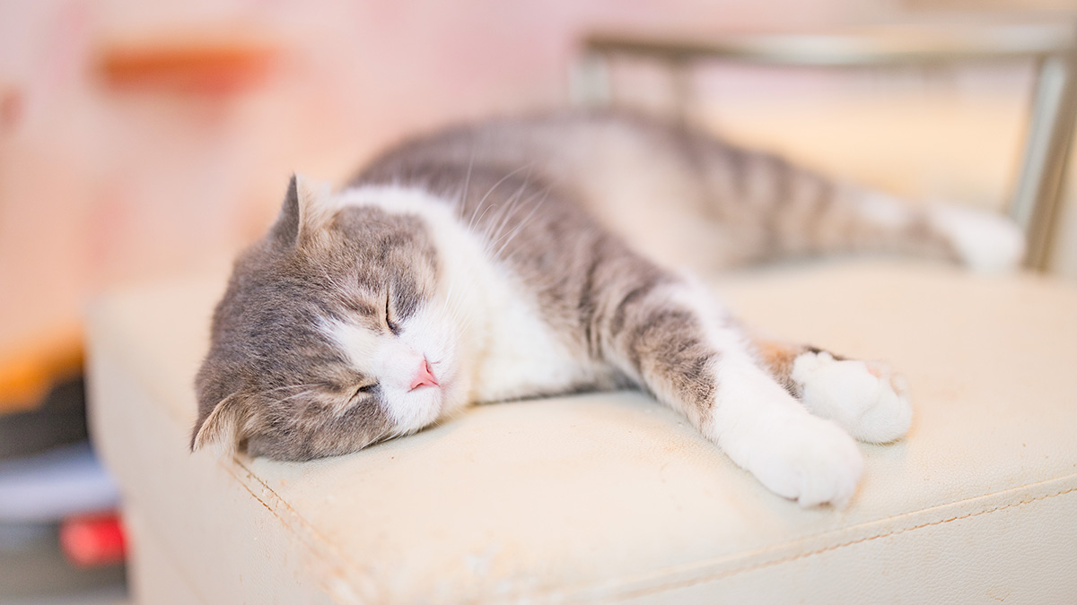 猫を飼いたい、ネコのお迎え方法と必要な事前準備や心構え