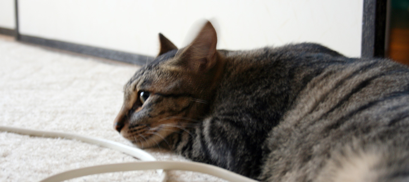 愛猫しんのすけ かりんとうバトル
