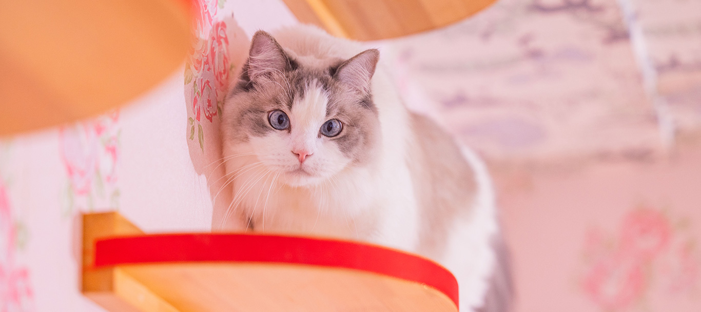 猫を飼いたい 事前準備や心構え 毎月の費用