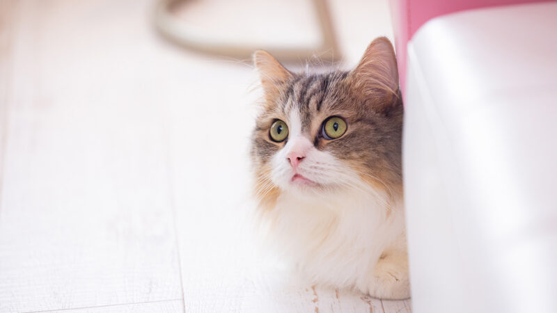 猫の健康管理や飼育、里親募集など愛猫家の役に立つサイト5選