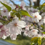 桜舞う加布里公園、糸島で花の便りが聞かれるころ…