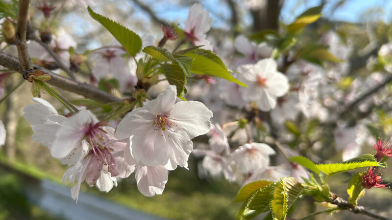 桜舞う加布里公園、糸島で花の便りが聞かれるころ…