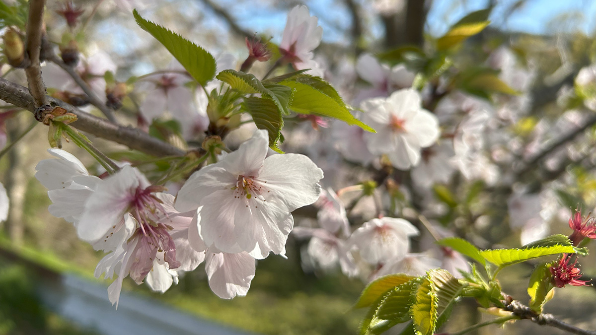 桜舞う加布里公園、糸島で花の便りが聞かれるころ…
