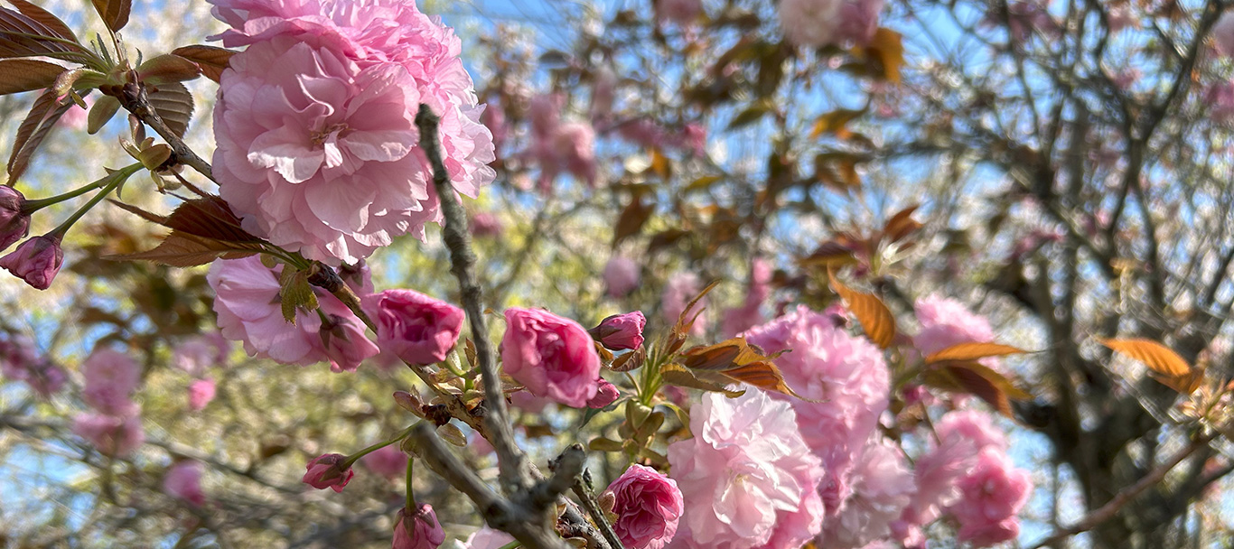 八重桜