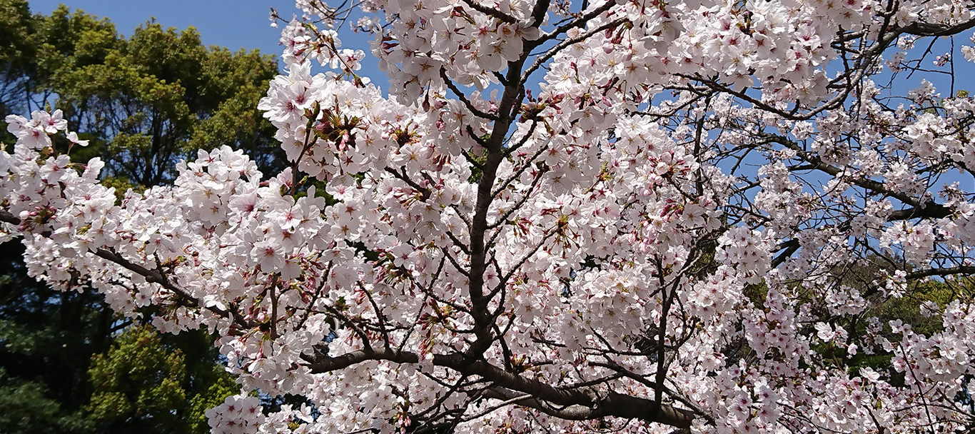 加布里漁港 桜の季節