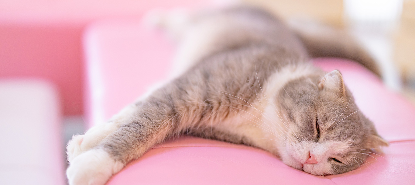 愛猫家の猫の健康管理や飼育